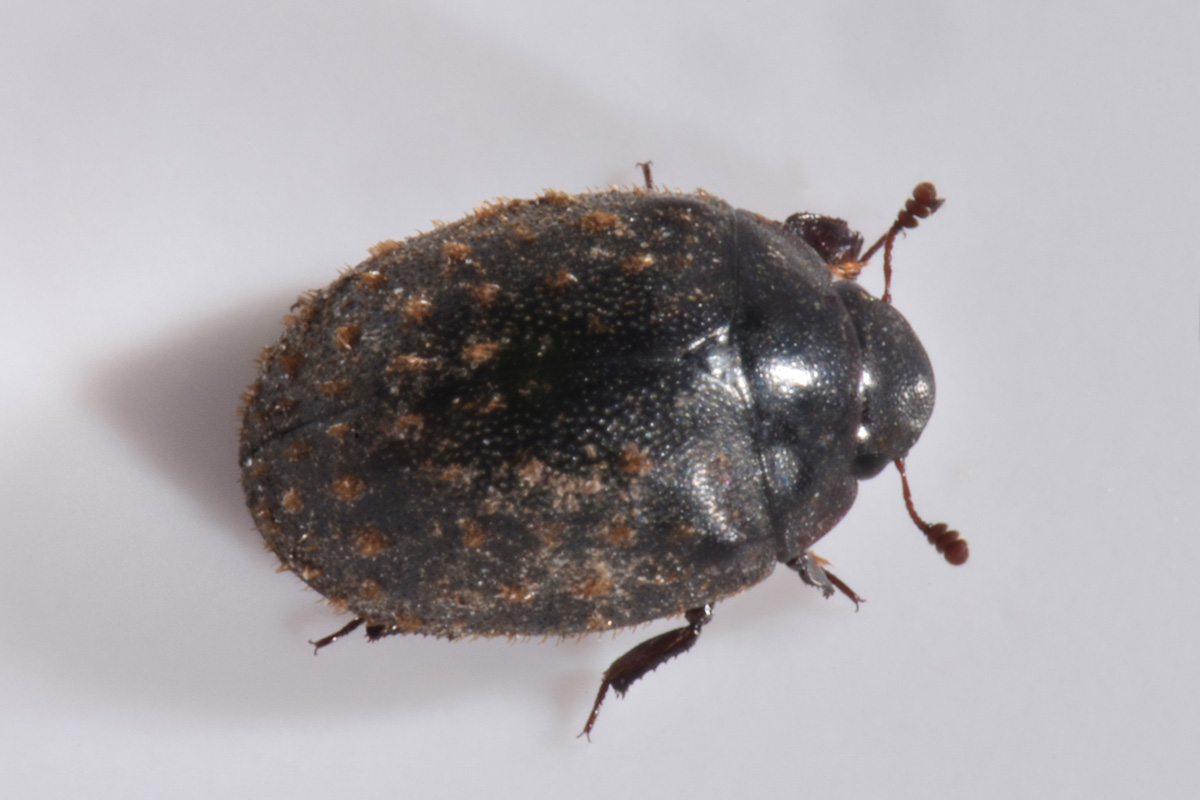 Nosodendridae: Nosodendron fasciculare